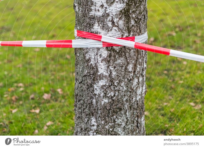 Barrier tape on a birch tree with a meadow in the background green zone security boundary grass crime striped symbol area line forbidden barrier red scene