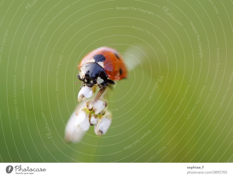 ladybug on flower bud, macro shot closeup ladybird blossom beetle field flora nature green spring dotted grass garden summer environment meadow insects animal