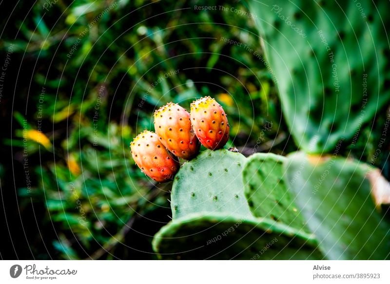 three prickly pears one fruit food cactus fresh raw tropical white exotic isolated sweet dessert background nature red nutrition fig healthy vitamin vegetarian