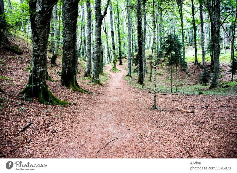 path in the lush forest leaf fall green wood tree light landscape nature foliage italy tuscany trees pathway europe casentino autumn leaves woods scenery