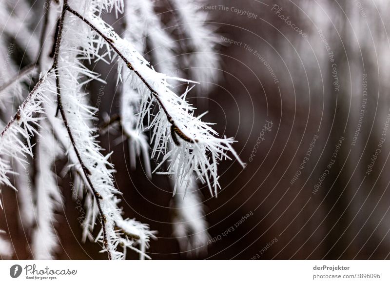 Hoarfrost covered leaves in Wiesbaden V Hoar frost Frozen Miracle of Nature Fascinating Colour photo Acceptance Plant Deciduous tree Tree Structures and shapes