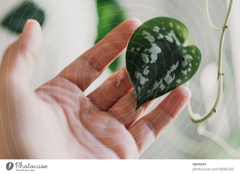 Hand holding a heart-shaped leaf of a spotted ivy / Scindapsus pictus stop scindapsus Plant Houseplant Heart Heart-shaped Love Green Green thumb at home