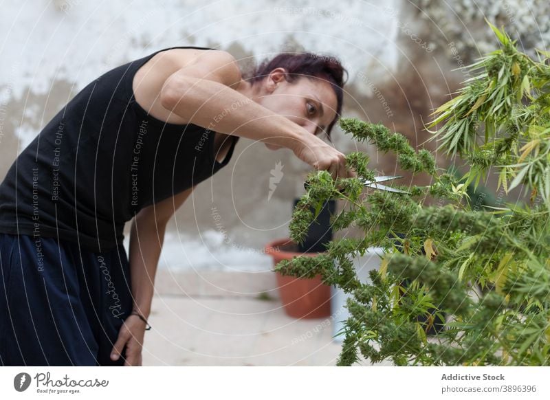 A woman cutting marijuana plants with black scissors on the terrace at home. Marijuana addiction background blossom bright bud cannabis close-up copy space