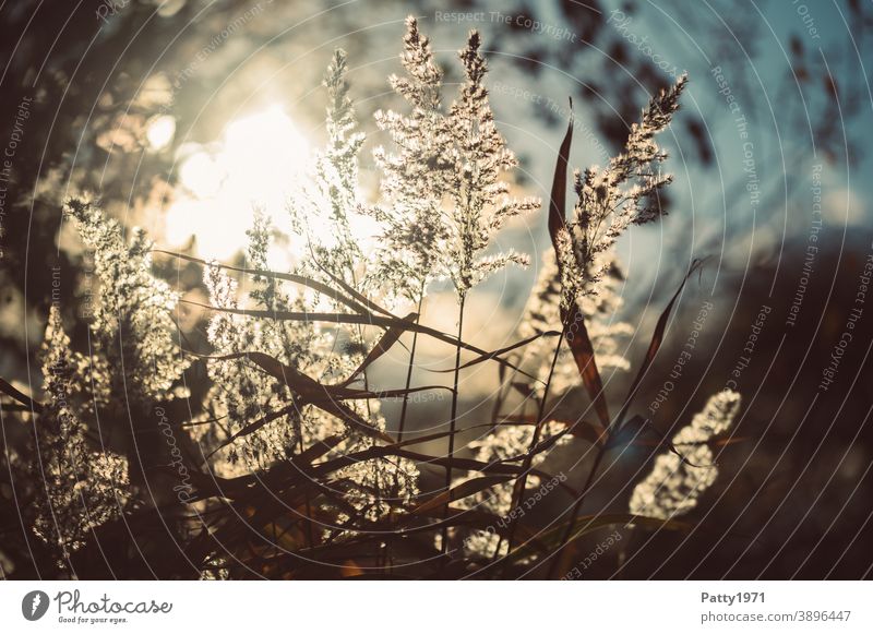 Sedge grass against the light Marsh grass Common Reed Blade of grass Plant Environment Grass Botany Blossoming Nature Stalk Back-light Sun chill