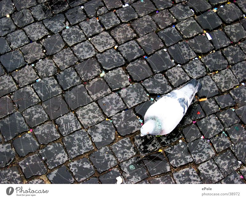 Lonely dove Pigeon Cobblestones