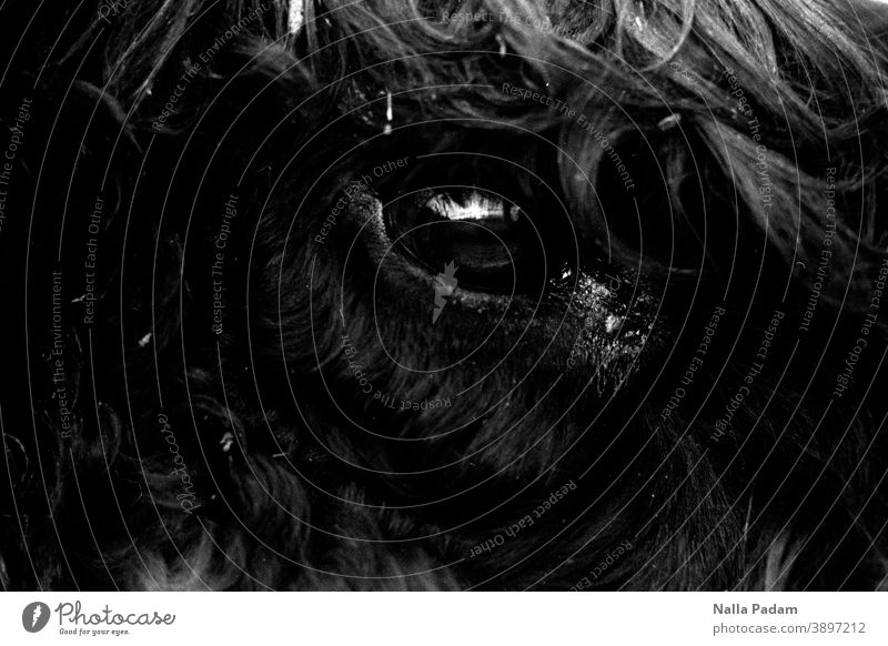 Eye and pony Analog Analogue photo Black & white photo Animal Cattle Eyes Pelt Bangs Exterior shot Looking Farm animal Close-up Animal portrait Nature