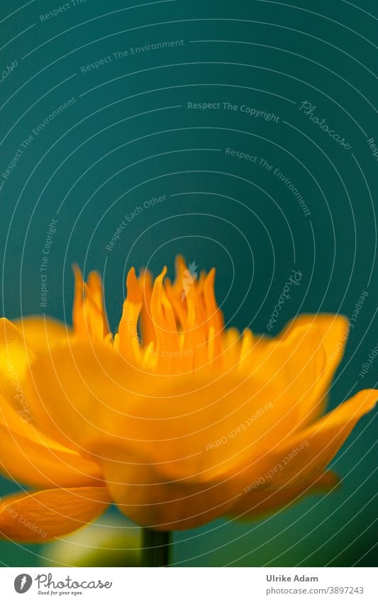 Delicate yellow flower of marsh marigold (Caltha palustris) on neutral background Marsh Marigold flowers Flower Blossom Nature Plant Blossoming Pond plant