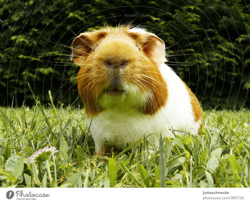 Mr Karl Grass Animal Pet Guinea pig 1 Looking Brash Astute Funny Curiosity Cute Brown Green White Joy Joie de vivre (Vitality) Spring fever Love of animals