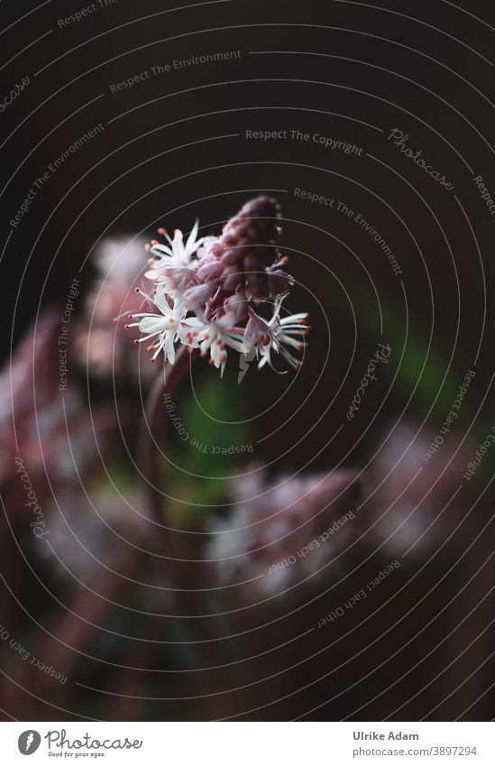 Messengers of spring - foam flowers (Tiarella) Shallow depth of field blurriness Deserted Macro (Extreme close-up) Detail Close-up Exterior shot Colour photo