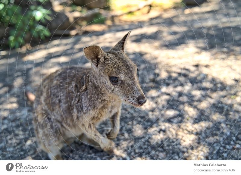 Australian Wallabie on a stone surface wanting something to eat wallaby australia park animal australian marsupial mammal fur kangaroo cute nature wild wildlife