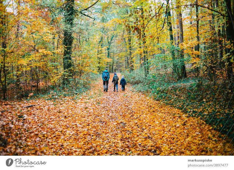 Autumn deciduous forest Bavaria biotope branches clouds conifer ecological ecosystem environment fir grass green ground habitat hill Horizont idyllic landscape