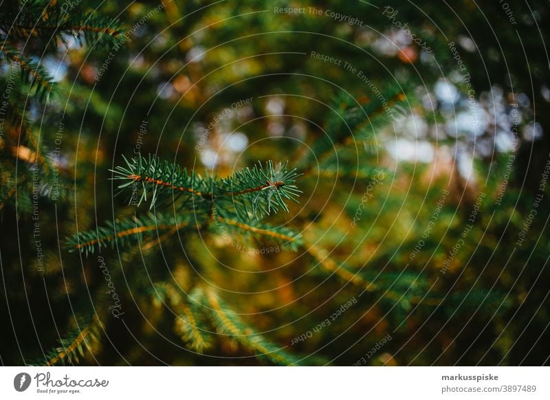 Fir tree branch Bavaria biotope branches clouds conifer deciduous ecological ecosystem environment fir forest grass green ground habitat hill Horizont idyllic