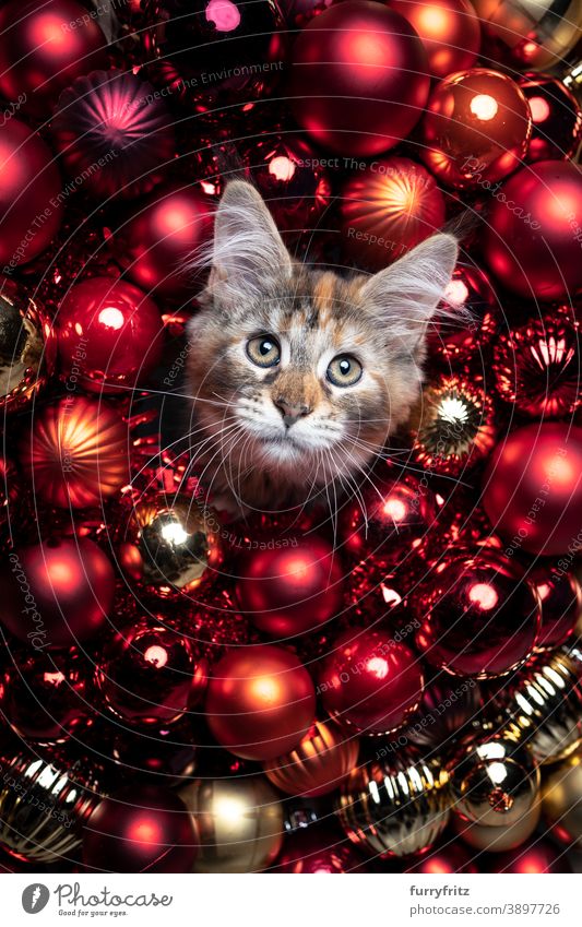 adorable maine coon kitten red christmas baubles portrait cat maine coon cat longhair cat one animal gold decoration ornate xmas funny cute beautiful fluffy fur