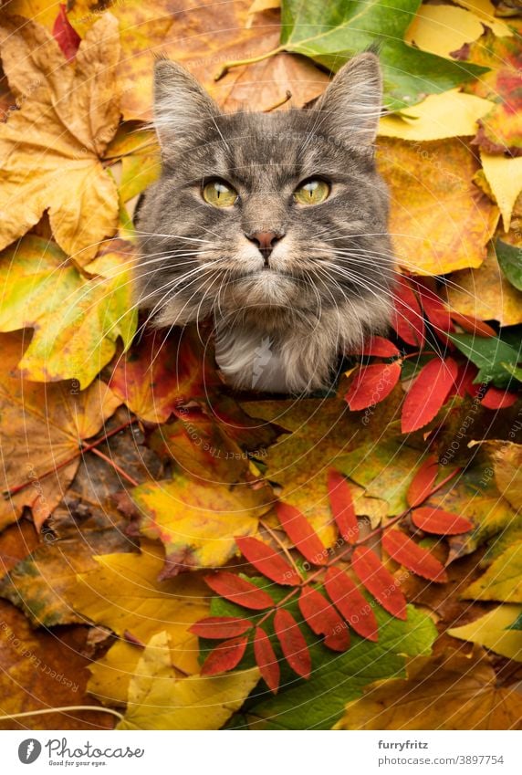 blue tabby cat surrounded by colorful autumn leaves portrait with copy space maine coon cat longhair cat one animal cute adorable beautiful fluffy fur feline