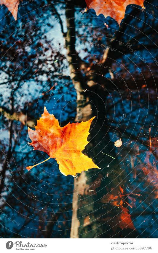 Reflection of a deciduous tree in water II Grief Goodbye Subdued colour Contrast Copy Space bottom Copy Space top Copy Space left Copy Space right