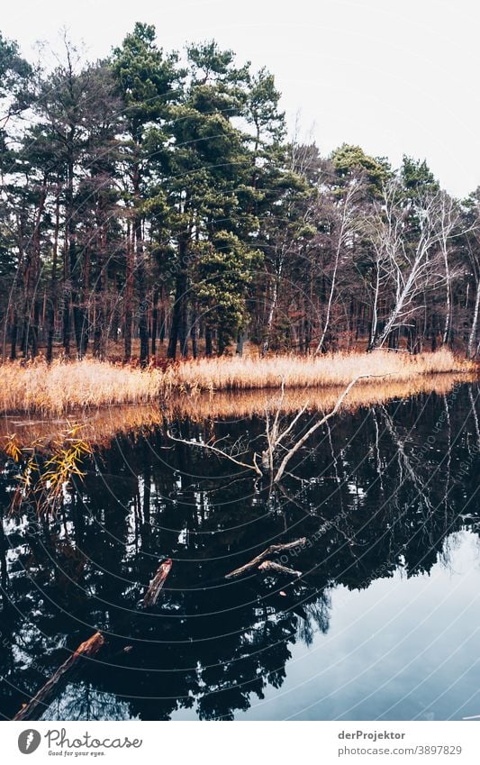 Reflection in a lake in Brandenburg Grief Goodbye Subdued colour Contrast Copy Space bottom Copy Space top Copy Space left Copy Space right Copy Space middle