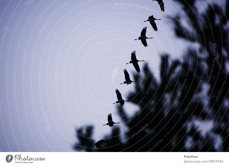 Flight of cranes - or a flock of cranes flies over trees Crane Flying Flock Bird Exterior shot Colour photo Nature Animal Deserted Wild animal Day Environment