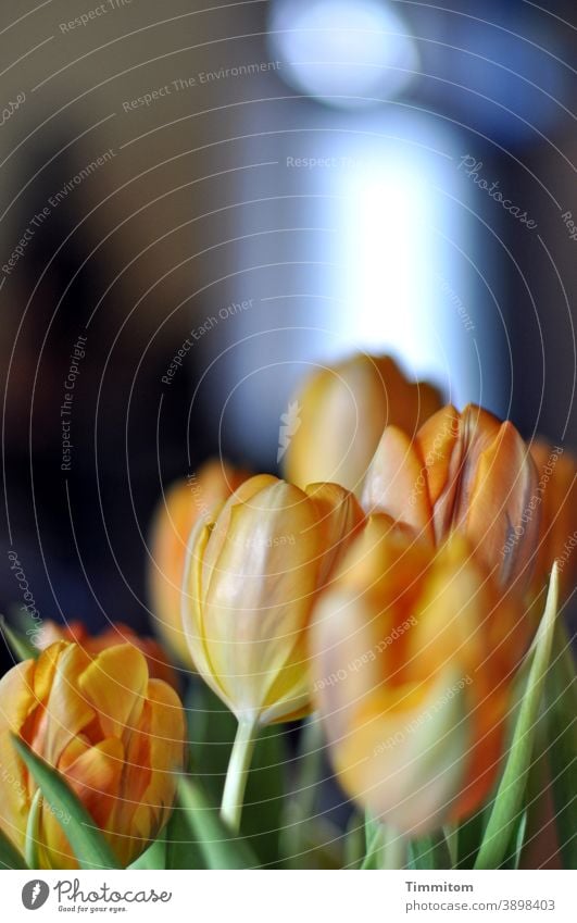 Welcome rituals | Flowers flowers little flowers Bouquet tulips blossoms leaves Light Window Interior shot Shallow depth of field Joy Blossom Yellow Green