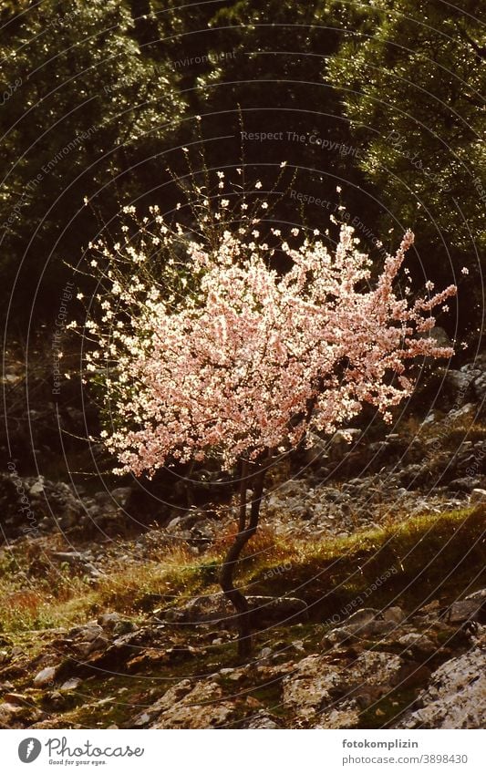 white pink flowering tree Blossoming whiten little trees blossoms natural beauty Nature Spring heralds of spring wax Springtime Tree Life Hope new life