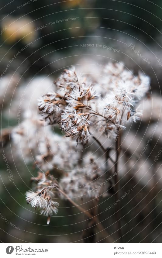 Winter shrubs Forest Bushes Green foggy Plant Nature Tree Landscape Environment Autumn Exterior shot Leaf Shallow depth of field Deserted Depth of field