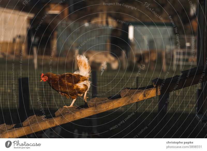 Free-range chicken running down a chicken ladder Free-roaming Free-range rearing Organic farming Biological organic Farm animal Agriculture Organic produce