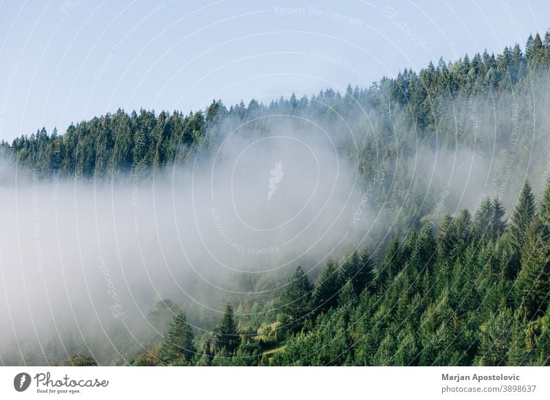 Fog in the mountains in early morning adventure atmosphere autumn background beautiful cloud cloudy cold cool dark dawn dramatic environment evergreen explore