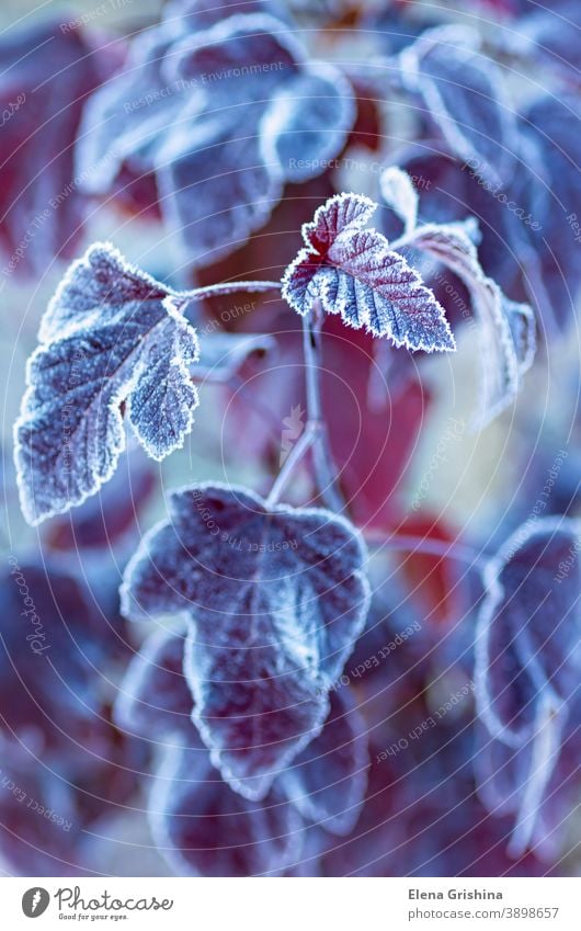 Bright autumn leaves are covered with hoarfrost. The first frost. leaf frosty natural snow crystal closeup season cold nature background white texture frozen