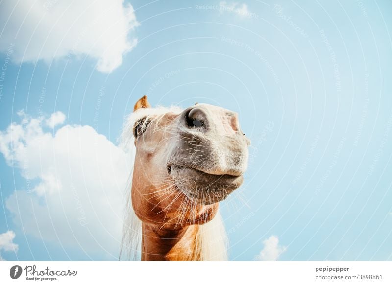 of course my horse Horse Laughter Funny Exterior shot Animal portrait Joy Muzzle Snout Colour photo Animal face Close-up Nose Nostrils Mammal Deserted Pet Pelt