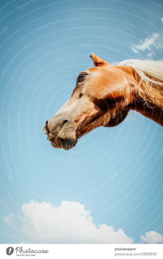 horse face, close-up with eye Horse Face Animal Nature animal portrait Eyes Mane Hair and hairstyles Brown Pelt Mammal Head Animal portrait Animal face pretty