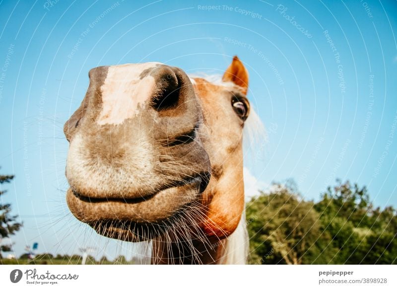 of course my horse Horse Laughter Funny Exterior shot Animal portrait Joy Muzzle Snout Colour photo Animal face Close-up Nose Nostrils Mammal Deserted Pet Pelt