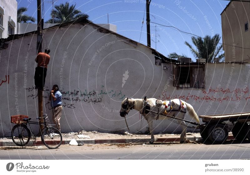 Telephone work, Gaza 1995 Israel Cart Bicycle Man Telegraph pole Repair Wall (building) Climbing Horse Horse and cart Exterior shot Beautiful weather 2