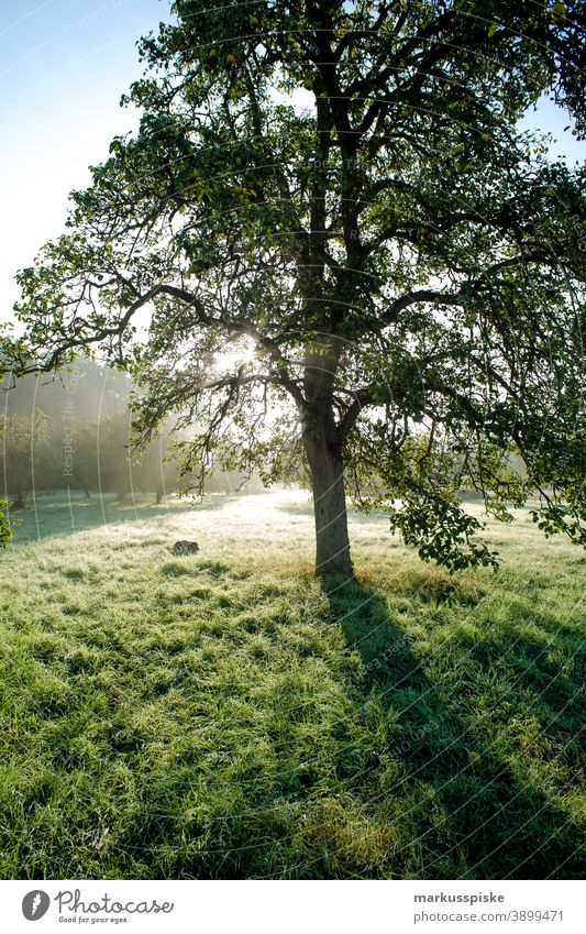 Autumn Deciduous Forest in the Morning Bavaria Habitat Subsidiaries Clouds Conifer deciduous Ecological Ecosystem Environment Fir tree Grass Green Ground Hill