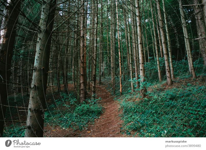 Fir tree branch Bavaria biotope branches clouds conifer deciduous ecological ecosystem environment fir forest grass green ground habitat hill Horizont idyllic