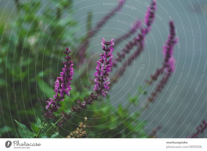 Home Garden Purple Flower beautiful beauty blaze of color bloom blossom bokeh bright brown bunch closeup colorful colors colour countryside fantasy flora floral