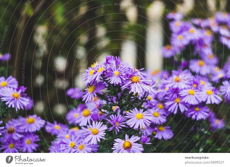 Home Garden Flower beautiful beauty blaze of color bloom blossom bokeh bright brown bunch closeup colorful colors colour countryside fantasy flora floral