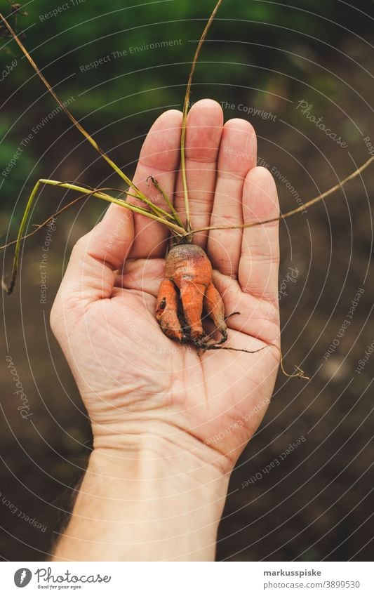 Fresh bio harvest home garden carrot agriculture Bio bloom breed breeding childhood conservatory controlled farming crop cultivation food from hand to mouth