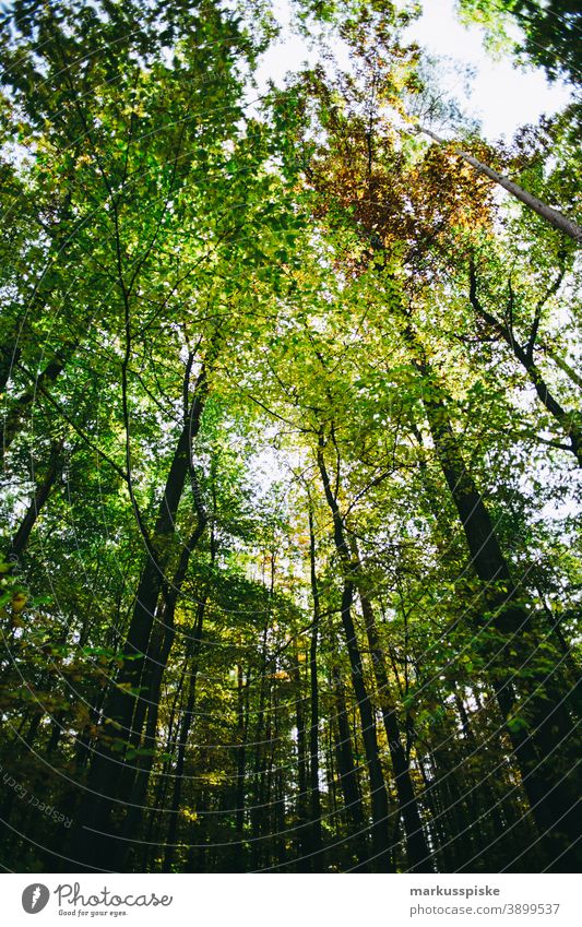 Autumn Deciduous Forest Bavaria Habitat Subsidiaries Clouds Conifer deciduous Ecological Ecosystem Environment Fir tree Grass Green Ground Hill Horizon