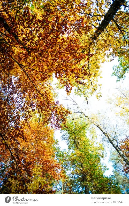 Autumn deciduous forest Bavaria biotope branches clouds conifer ecological ecosystem environment fir grass green ground habitat hill Horizont idyllic landscape