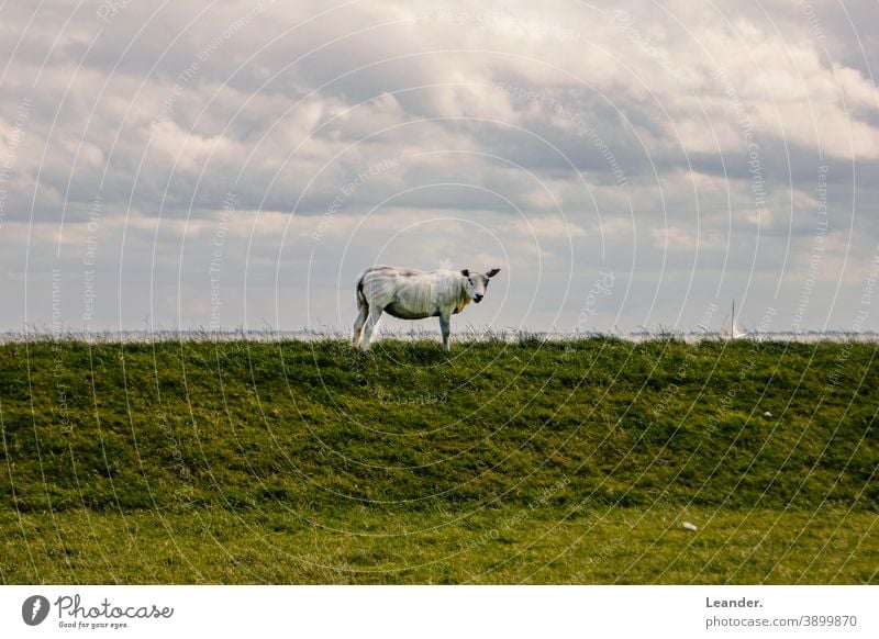 sheep Dike vacation North Sea Meadow Green Sheep Summer