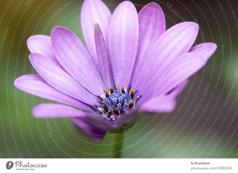 violet flower, macro photograph Flower Blossom Plant Macro (Extreme close-up) Close-up Nature Blossom leave Detail Violet Summer pretty Blossoming Leaf Garden