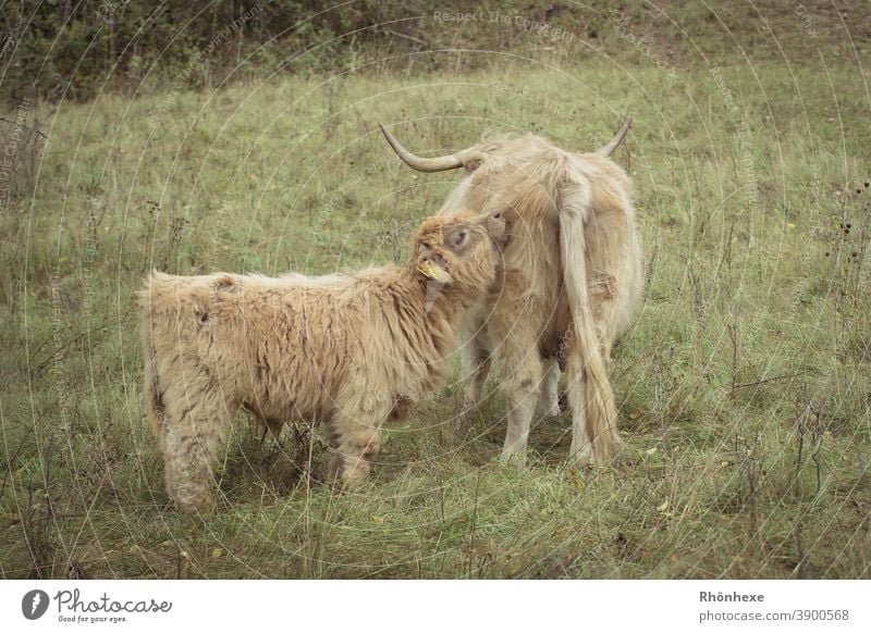 Scottish highland calf cuddles with its mummy Highland cattle Farm animal Exterior shot Cow Animal portrait Deserted Colour photo Day Pelt Nature animal mother