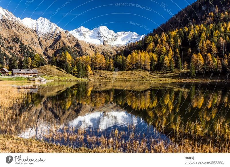 Autumn magic at the Duisitzkarsee Duisitz Lake Illuminate Hiking Reflection Day Forest Colour photo Exterior shot Larch Sunlight Calm Beautiful weather