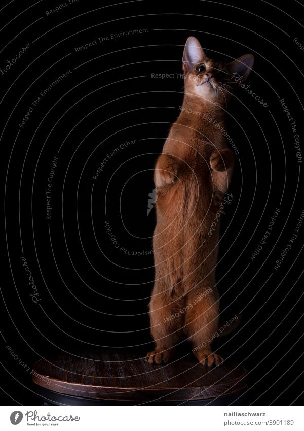 Abyssinian cat red hair Red black background Abyssinian cats Contentment Happiness Idyll Interior shot Elegant Lifestyle Pet Love of animals Animal face Soft