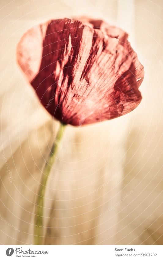 Flowering poppy in a field at sinking sun Poppy Poppy blossom Red Grain field. meadow Nature pink Tulip White Plant segregated Spring floral macro pretty Leaf