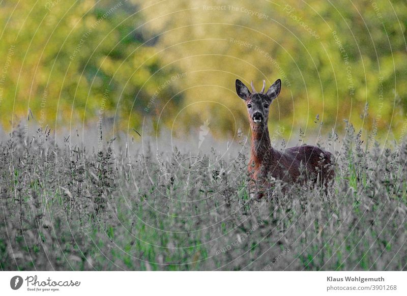 Young roebuck in a forest meadow has discovered the photographer. Roe deer reindeer buck Hunting Meadow Summer Deserted Brown Green Gray Grass horns Pelt