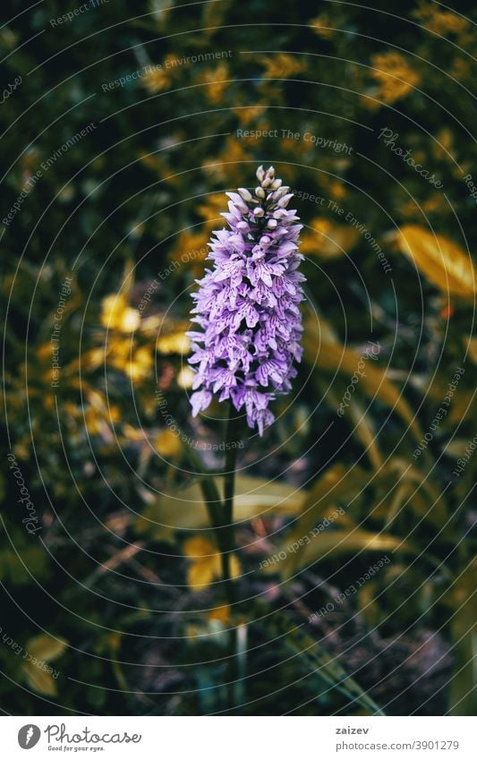 lilac dactylorhiza flower colors group endangered harmony tranquility unity vitality spotted rare delicate mottled magenta mauve ornamental reproduction