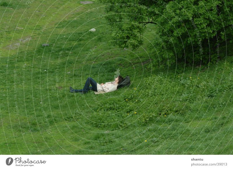 relaxation Meadow Grass Calm Summer Lawn Shadow