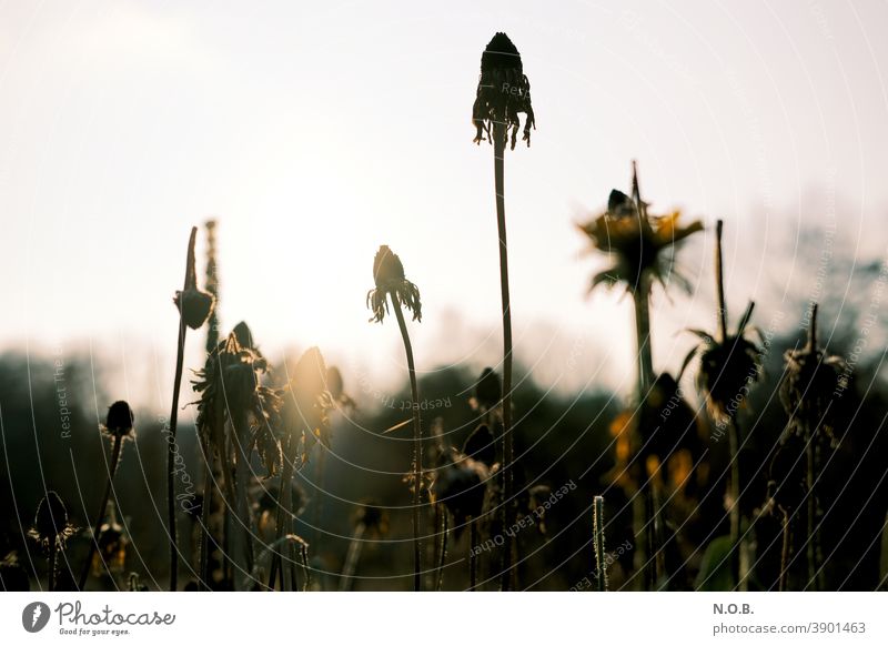 Faded plants Plants and flowers Nature Colour photo Exterior shot Close-up Meadow Flower Blossom Blossoming naturally Shallow depth of field Yellow Environment