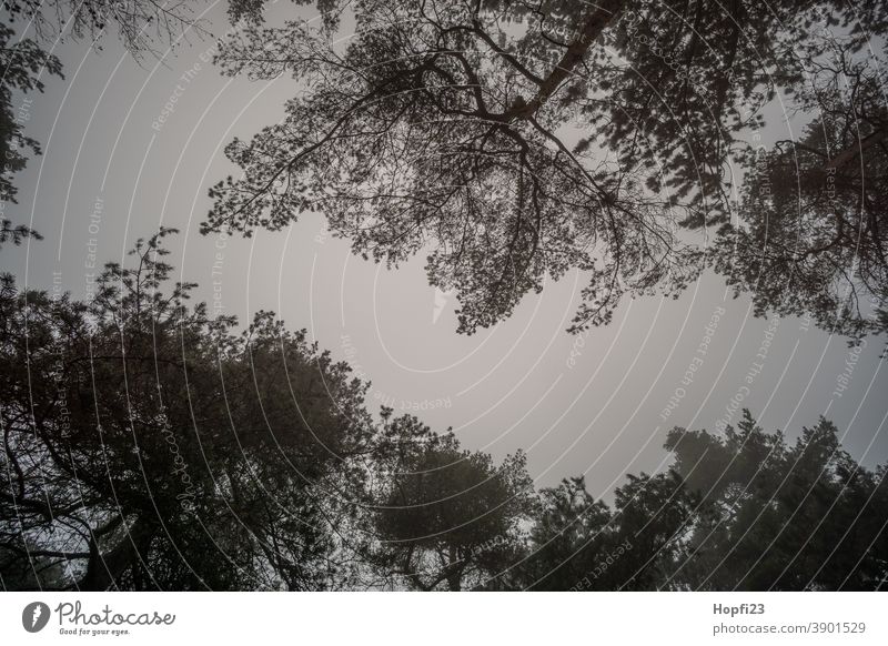 Treetops in the mist mountains Nature Exterior shot Colour photo Deserted Landscape Environment Plant Day Subdued colour Fog Fir tree Dark Bad weather Contrast