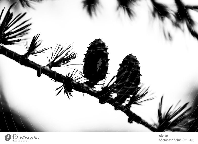 pine cones in backlight background green natural nature forest tree summer season park wood beautiful foliage macro closeup plant coniferous needles branch